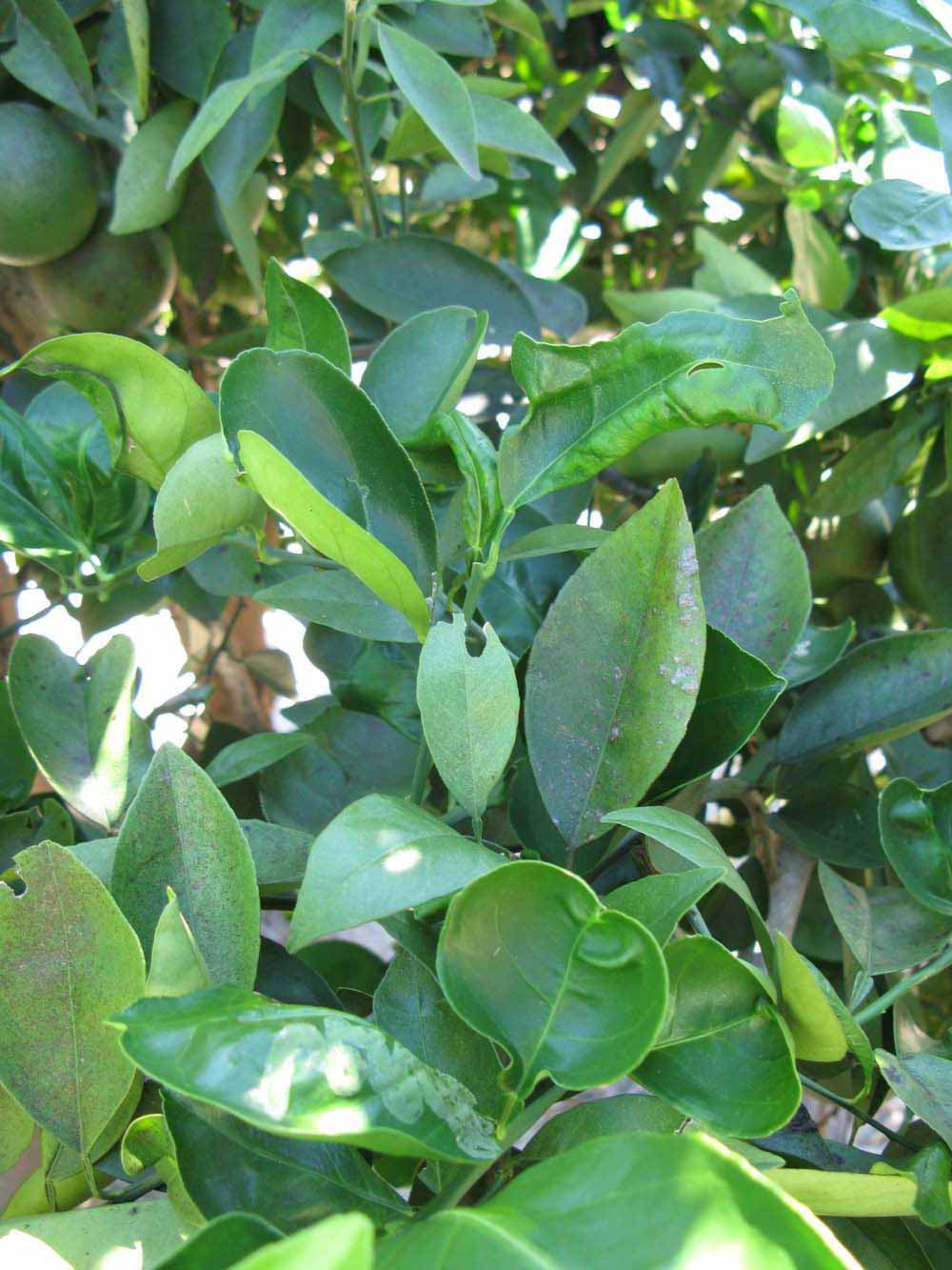              Shade leaves (Winter Haven, FL)       